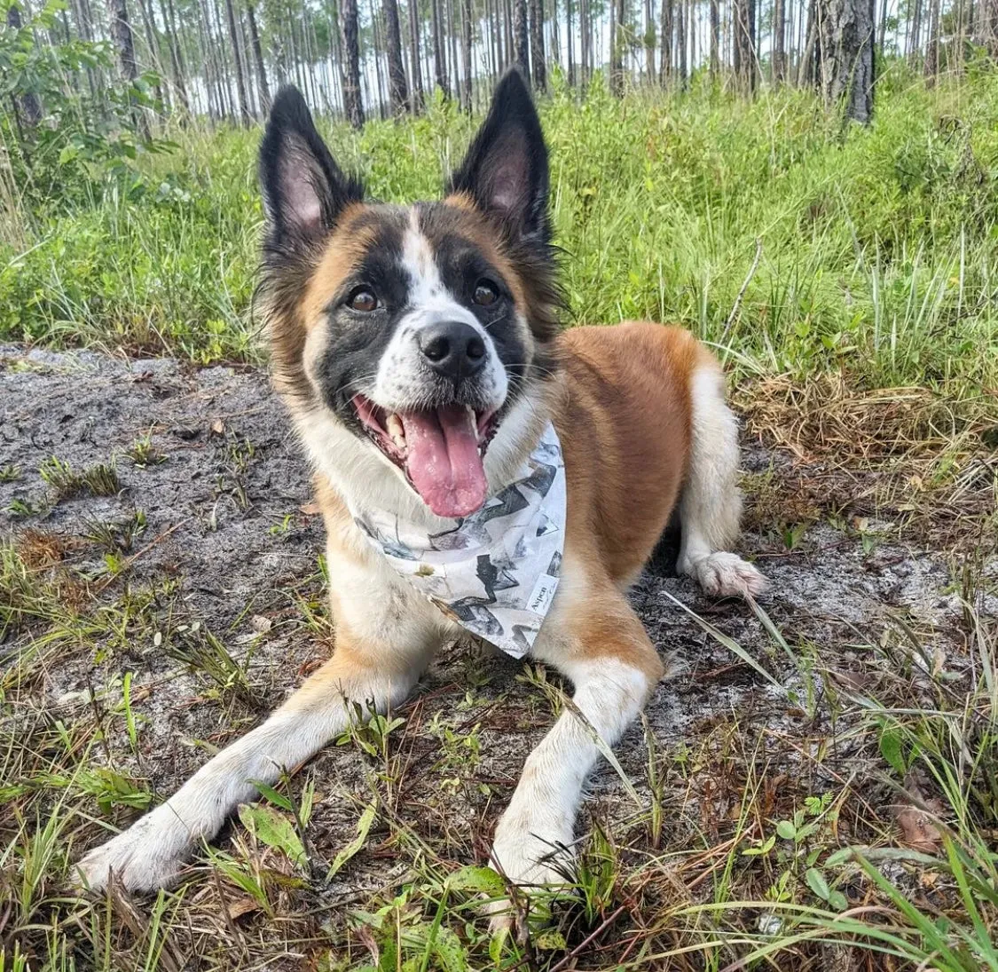 Climb - Dog Bandana