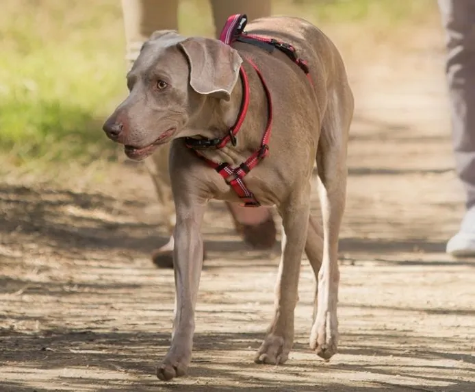 Halti Walking Dog Harness Black