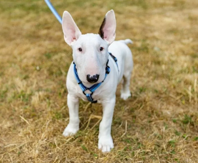 Halti Walking Dog Harness Blue