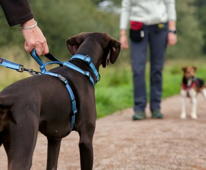 Halti Walking Dog Harness Purple