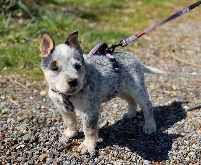 Halti Walking Dog Harness Purple